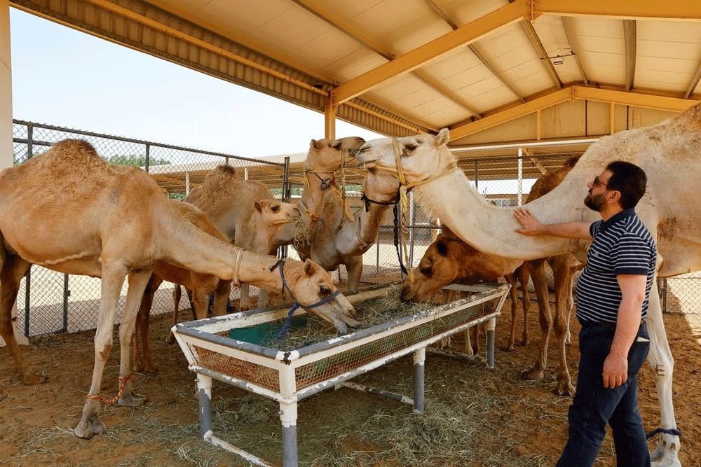 Dubai camel cloning caters to races, beauty pageants