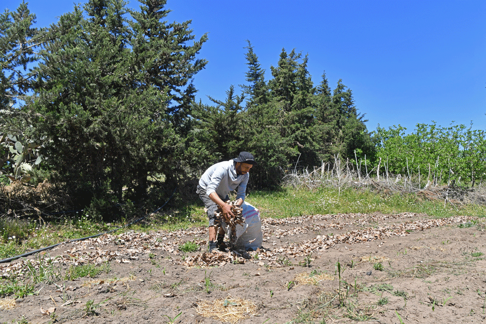 Planet-friendly farming takes root in drought-hit Tunisia