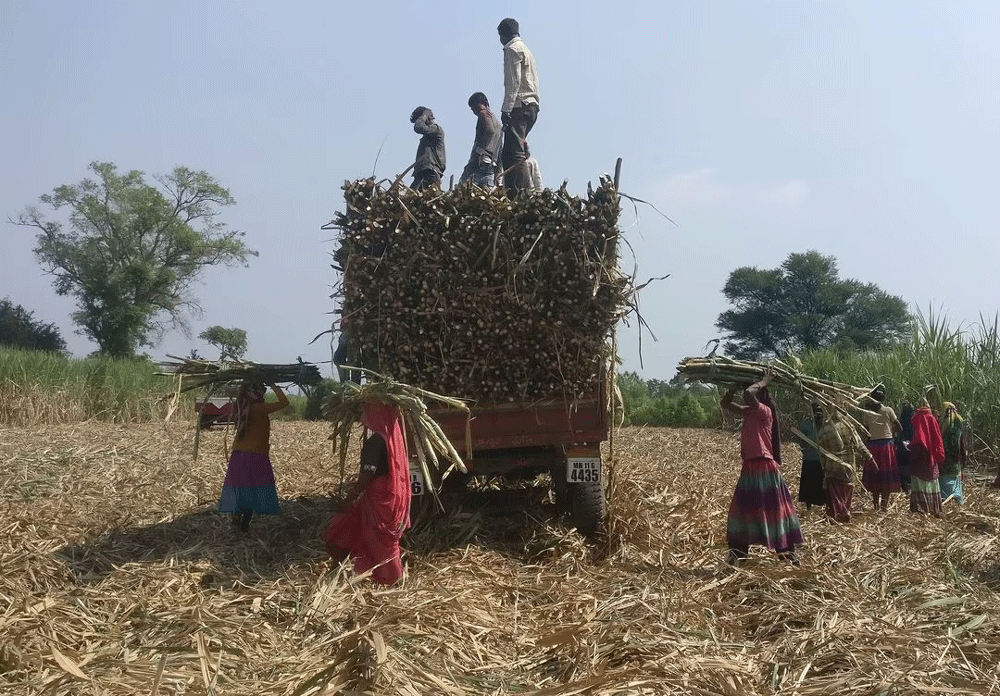 Scanty rains diminish India&rsquo;s sugar output, export prospects
