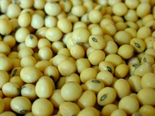 Soybeans set for biggest weekly gain in one month on US weather woes