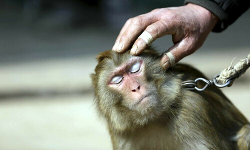 Monkey business in Pakistan court during smuggling case