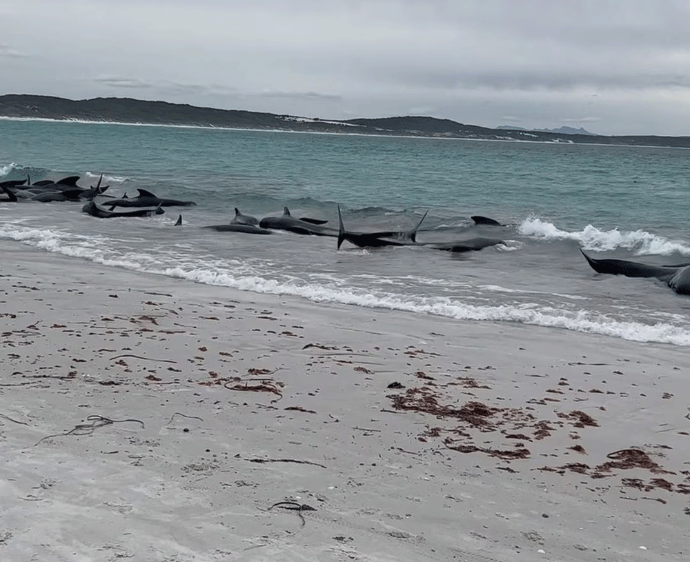 Fifty-one pilot whales die after mass stranding in Australia Fifty-one pilot whales die after mass stranding in Australia
