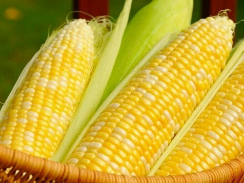 Corn drops 2.2%, soybeans at two-week on milder US weather forecast