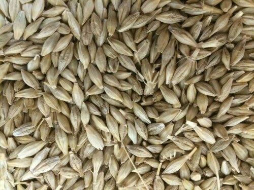 Australia&rsquo;s largest grain exporter to resume China barley trade