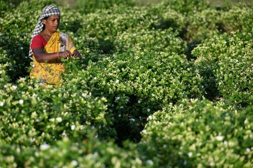 Scent of luxury: India&rsquo;s jasmine infuses global perfume