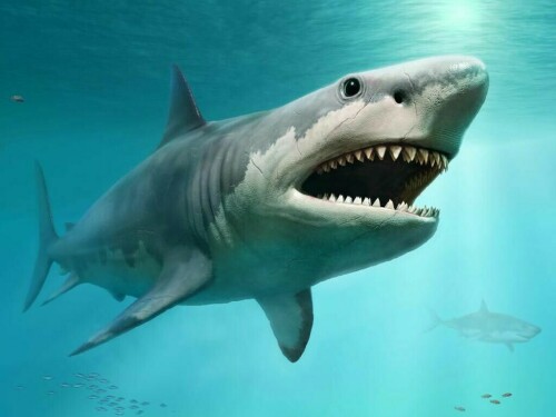 Man rushed to hospital after shark attack in Australia