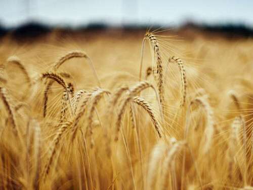Wheat rises, heads for weekly loss on bumper Russian exports Wheat rises, heads for weekly loss on bumper Russian exports