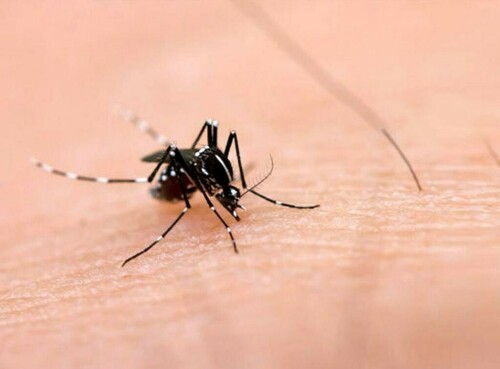 Bangladesh hit by worst dengue outbreak on record: WHO