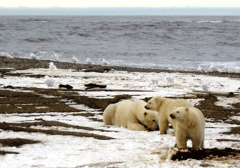 US to cancel Alaska oil, gas leases issued under Trump