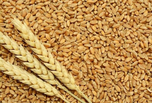 South Korean mills pass in tender for 45,000 T wheat from Canada