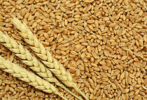 Wheat recovers from 3-1/2-month low; soybeans ease ahead of US report