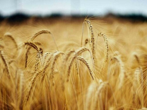 Wheat falls as Russian exports blunt Ukraine supply fears
