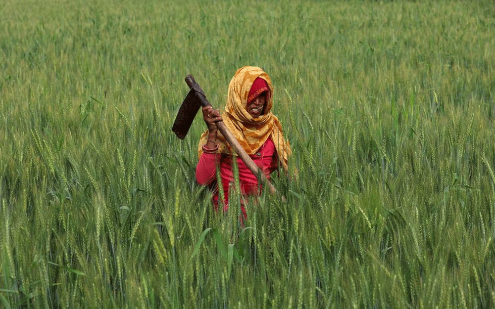 India tightens wheat stocks limits, no plan to axe import tax