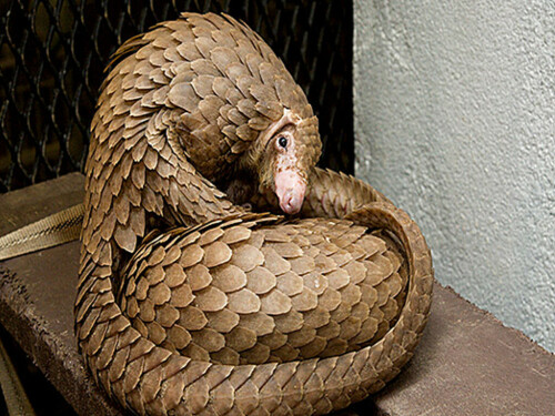 Scientists uncover a scaly surprise with new pangolin species