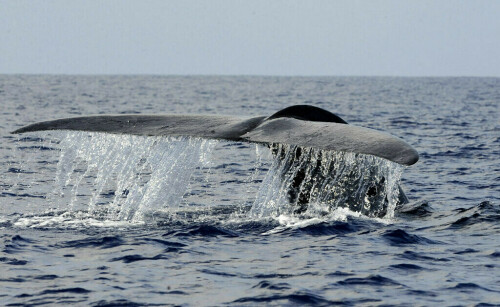 Man dead after whale strikes boat off Australia