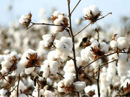 Cotton arrival jumps nearly 28% in last two weeks of Sept: PCGA