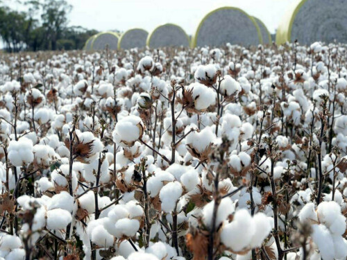 Cotton outlook: rangebound?
