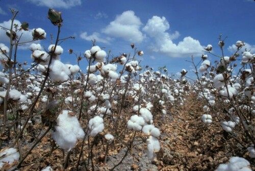 Cotton prices: exuberance is over?