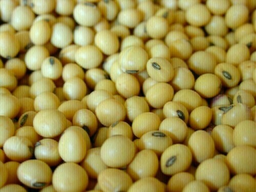Soybeans set for second weekly gain on Brazil drought; wheat firm