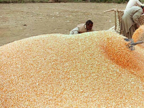 Corn rises from near 2-week low, US harvest pace limits gains