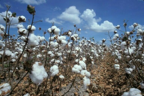 Cotton buying: not enough juice?