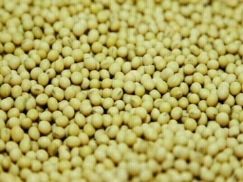 Soybeans rise to 6-week high amid strong demand for US soymeal