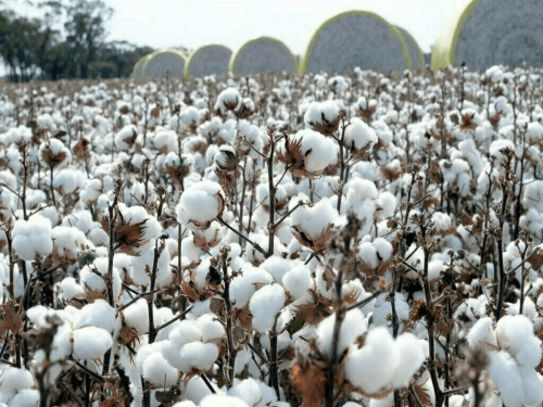 APTMA Cotton Foundation, BCI partner to improve cotton production