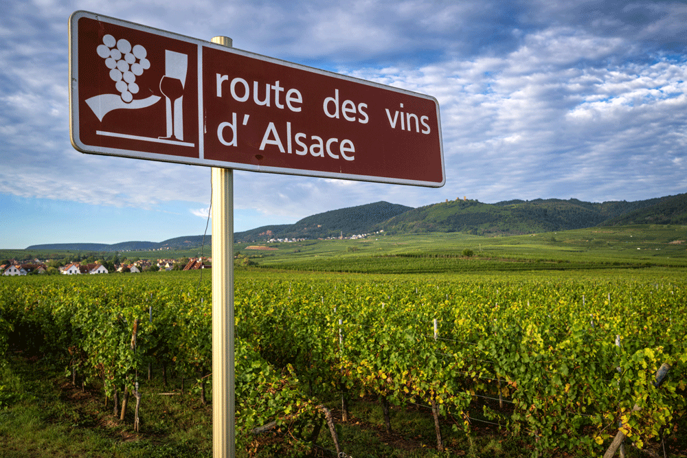 Long and wine-ing road: Alsace celebrates its &lsquo;Route des vins&rsquo;