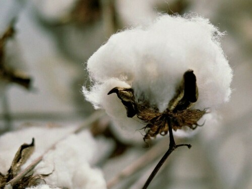 Cotton import bill collapses