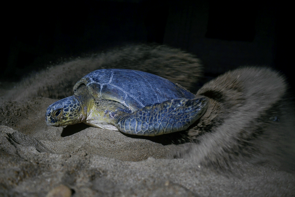 Green turtles fight to survive against Pakistan&rsquo;s urban sprawl