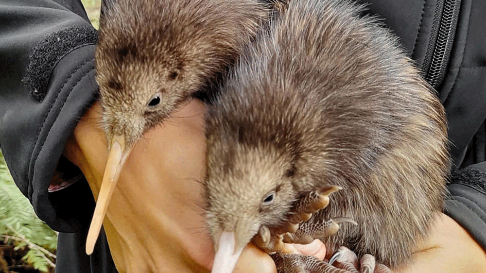 Wellington welcomes first wild-born kiwi chicks in a century