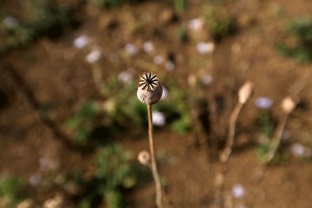 Myanmar is now world’s largest source of opium, UN says Myanmar is now world’s largest source of opium, UN says
