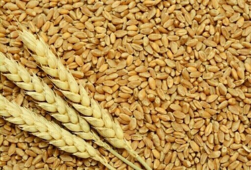 Jordan tenders to buy up to 120,000 metric tons feed barley