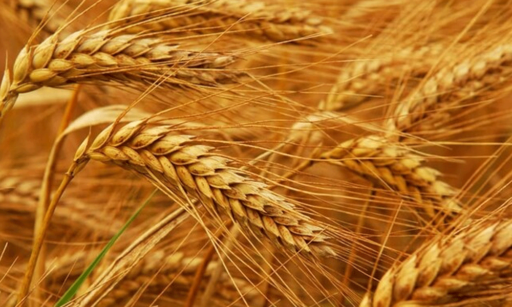 Jordan made no purchase in tender for 120,000 T wheat
