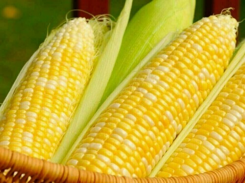South Korea&rsquo;s NOFI tenders to buy 138,000 metric tons of corn