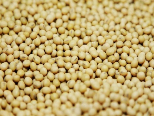 Soybeans hover near 2-year low on positive supply outlook