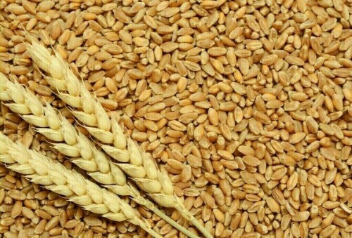 Russian wheat export prices continued decline amid high supply in the Black Sea region Russian wheat export prices continued decline amid high supply in the Black Sea region