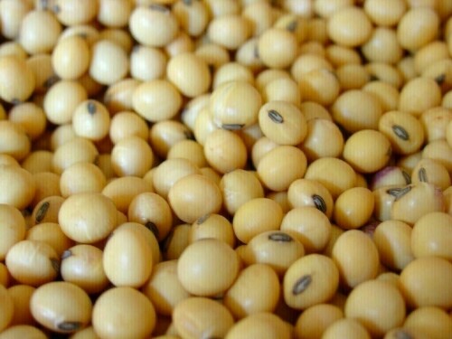 Soybeans hit 2-year low amid ample supply and weak demand