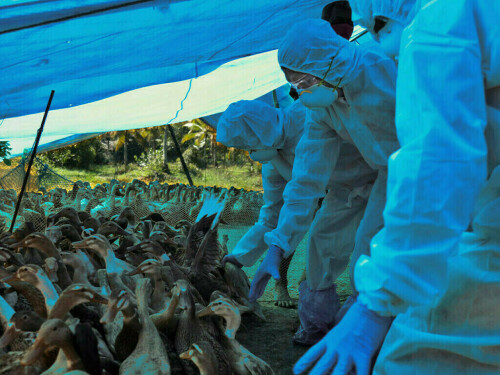 China reports death of woman from combined H3N2, H10N5 bird flu