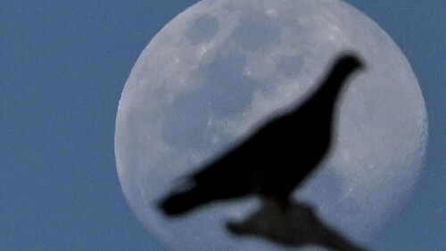Jailbird: India releases pigeon accused of spying for China