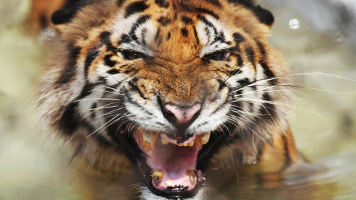 India&rsquo;s tigers climb high as climate, human pressure rises