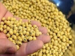 Bargain buying supports soybeans and corn after 3-year lows Bargain buying supports soybeans and corn after 3-year lows