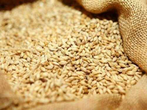 Chicago grains ease as short-covering rally fades