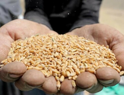 Algerian wheat buy seen at 870,000 to 900,000 T -traders say