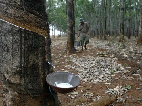 Japanese rubber futures rise amid strong wage talks, better-than-expected China trade data