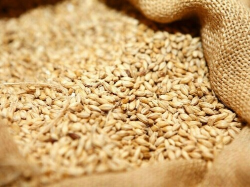 Supply glut pushes US wheat towards lowest levels since 2020