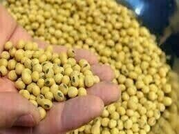 Soybeans jump to two-month high on Argentina weather, wheat rises 1%