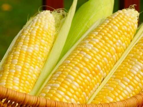 Chicago corn, wheat futures fall; soy futures rise