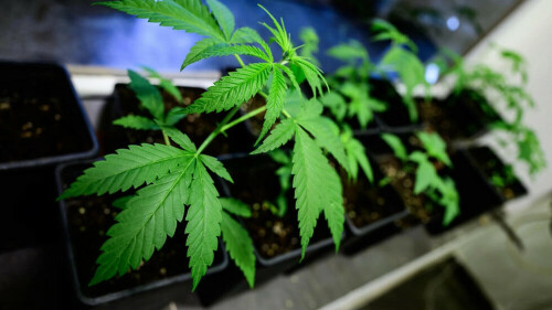 Germany gives controversial green light to cannabis