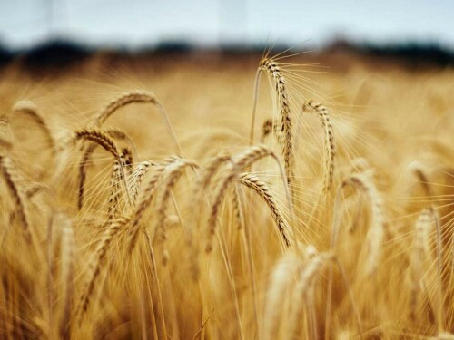 Russian wheat export prices up for the third week in a row